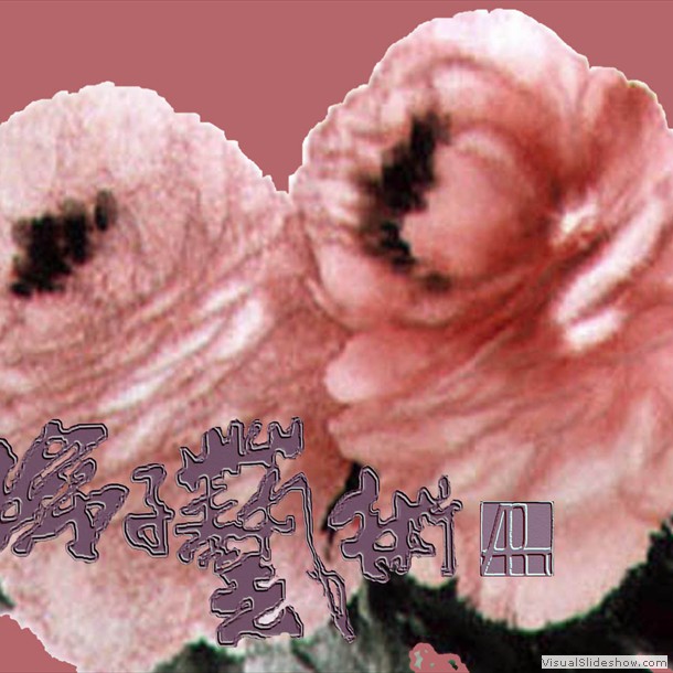 牡丹花 Peony 0.