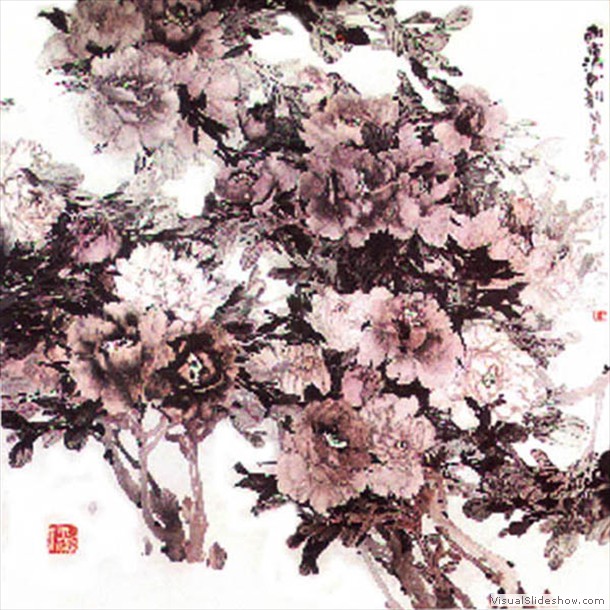 牡丹花 Peony 11.
