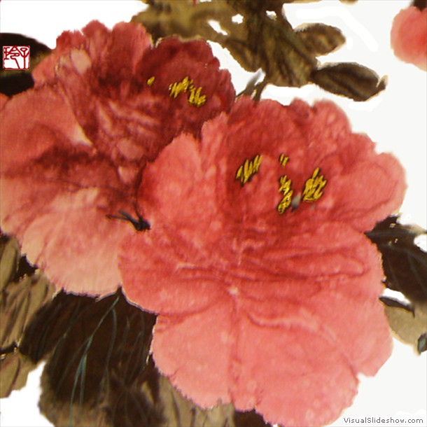 牡丹花 Peony 21.