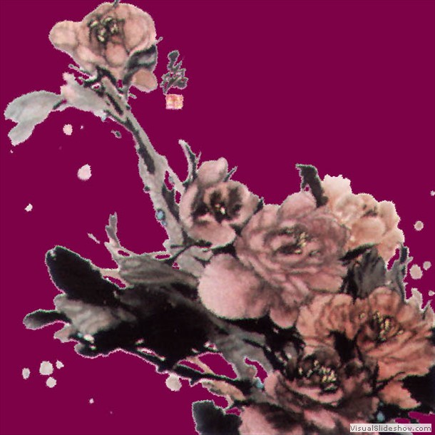 牡丹花 Peony 28.