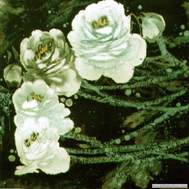 牡丹花 Peony 3.