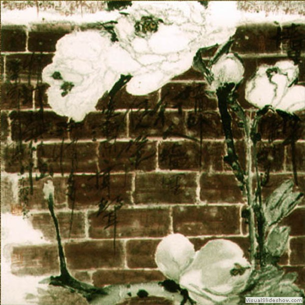 牡丹花 Peony 5.