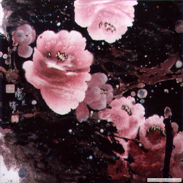 牡丹花 Peony 7.