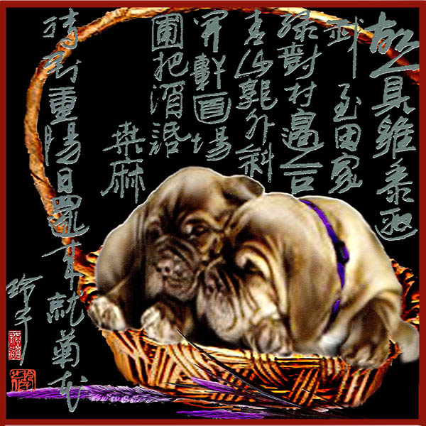 狗 Dogs 8.
